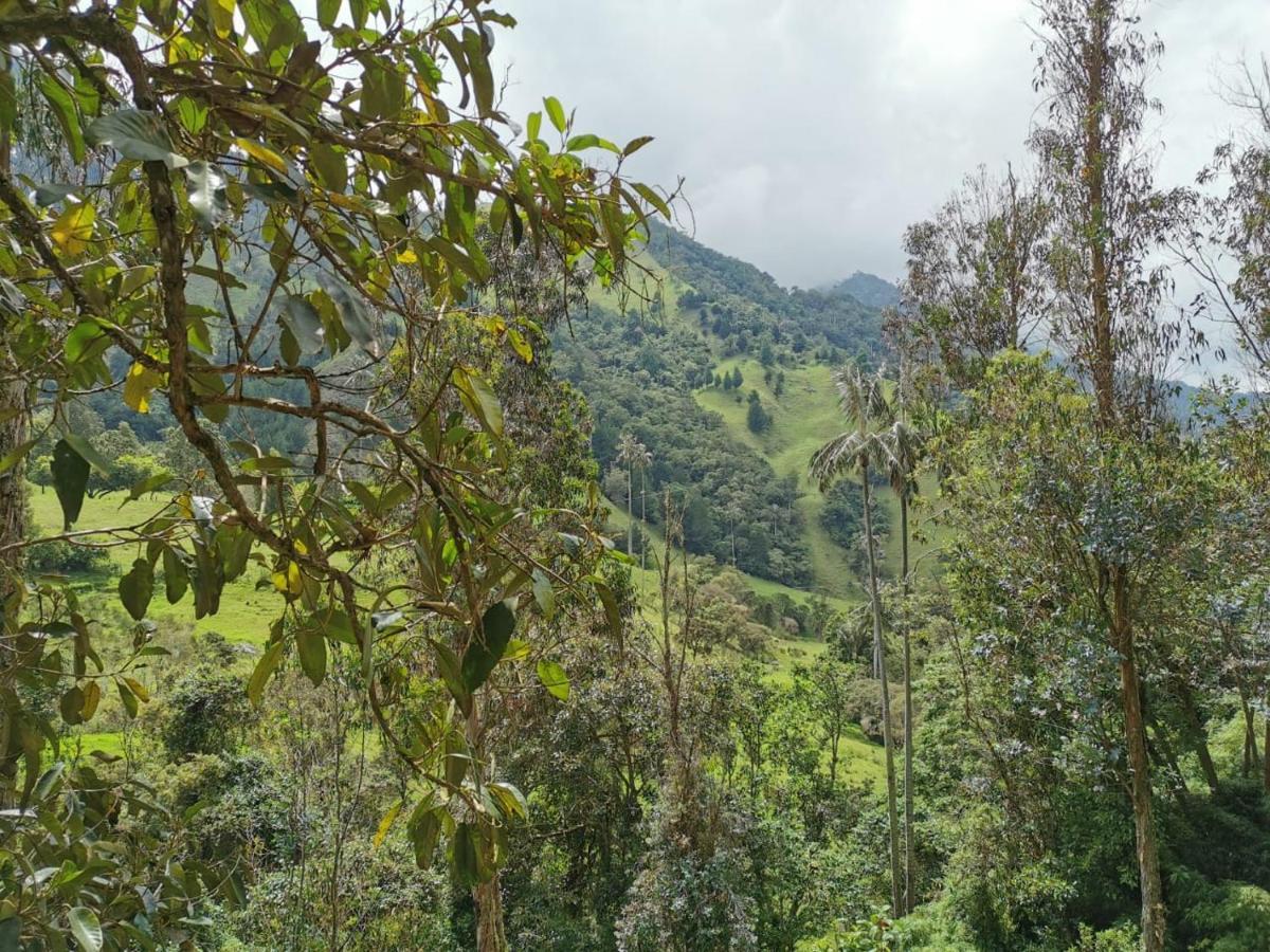 Cabanas Valle Del Cocora La Truchera Саленто Екстериор снимка